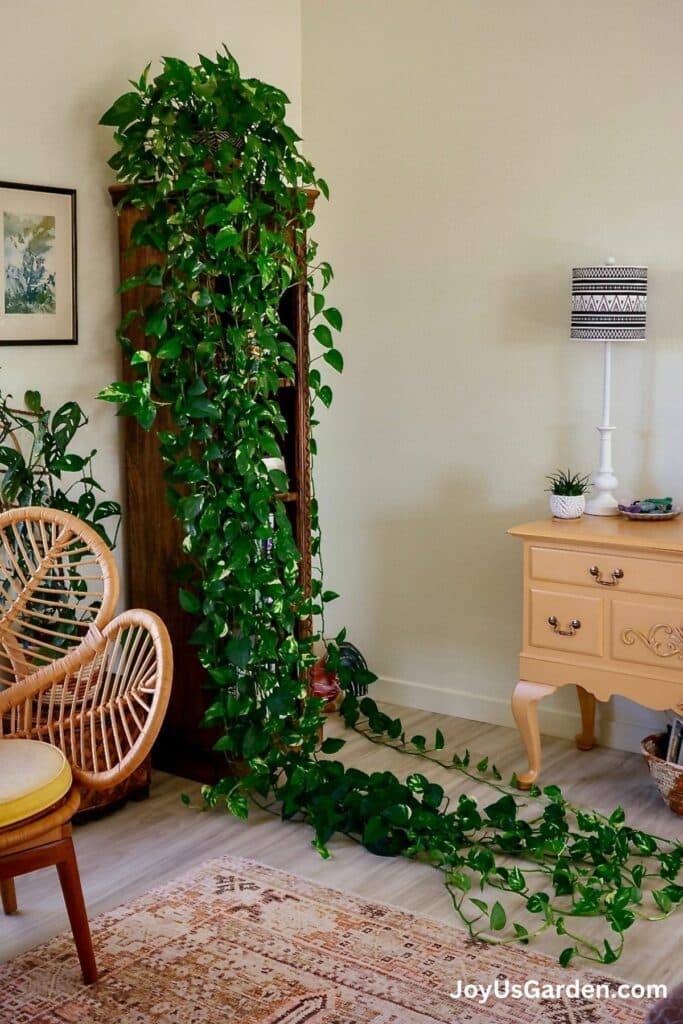Golden Pothos sits atop a large bookcase, long 11 ft trails reach the ground.