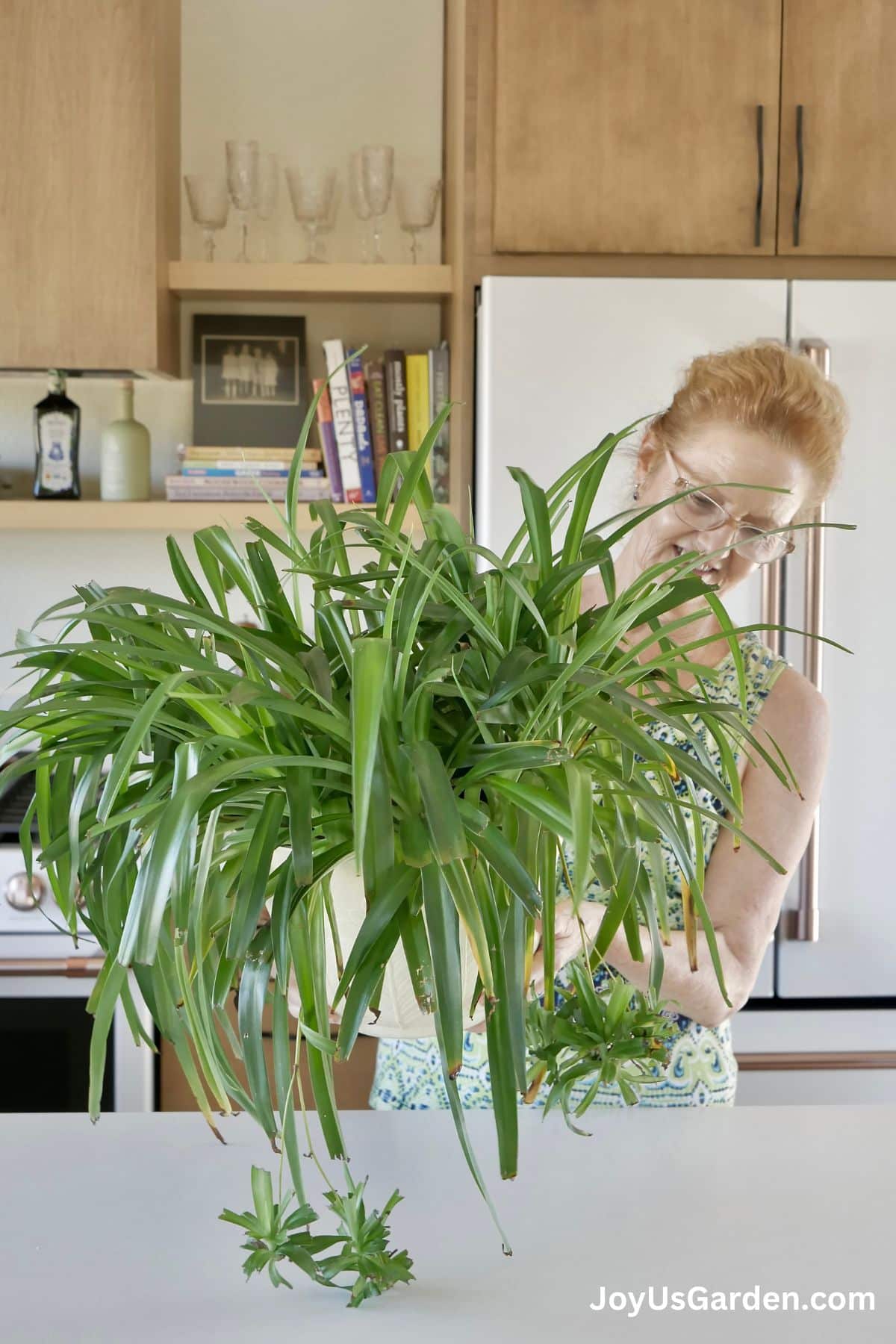 Nell foster holds a spider plant that has been growing indoors and has produced babies.