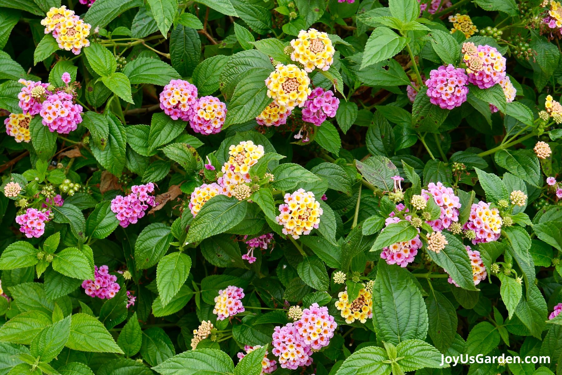 The beautiful multicolor blooms of a lantana plant growing outdoors. 