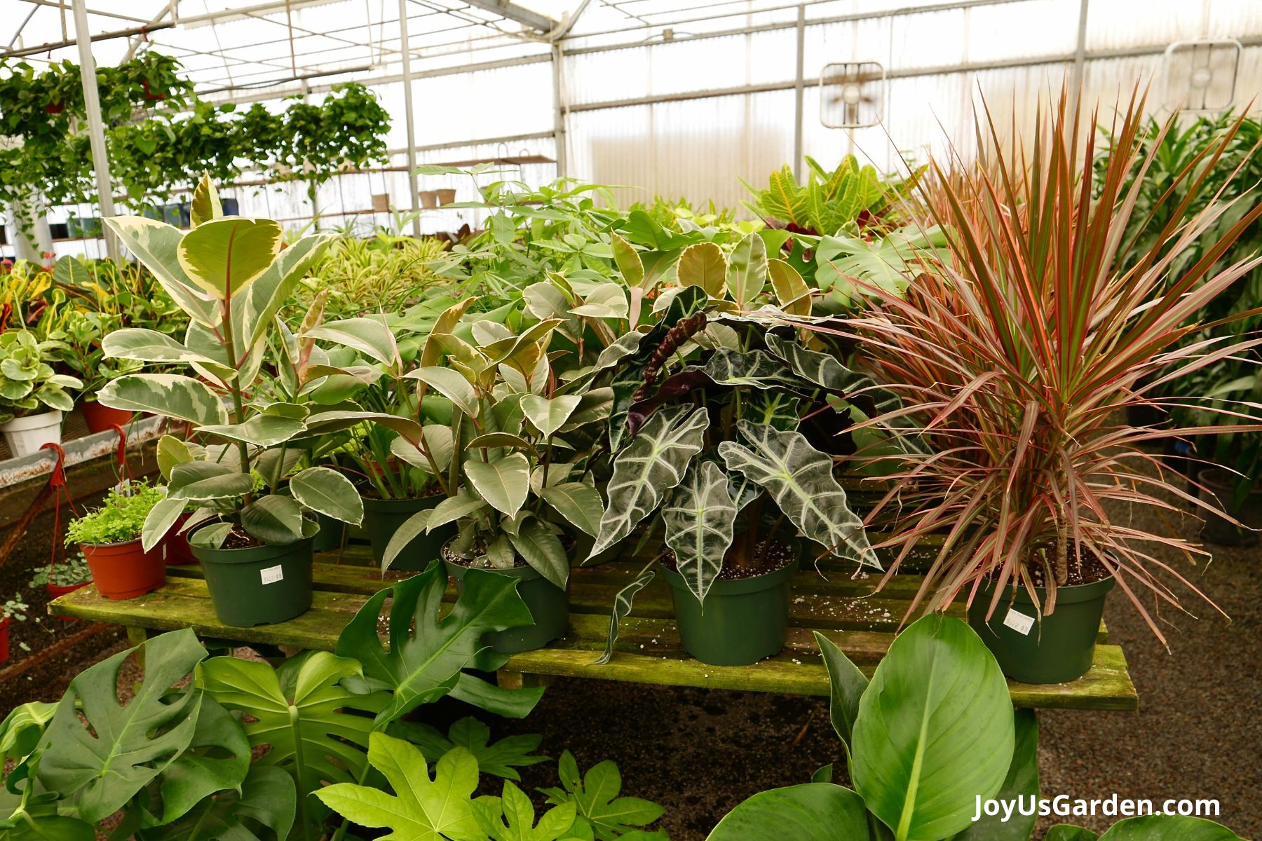 Greenhouse growing a variety of houseplants on a display table including a rubber tree, alocasia. and dracaena. 