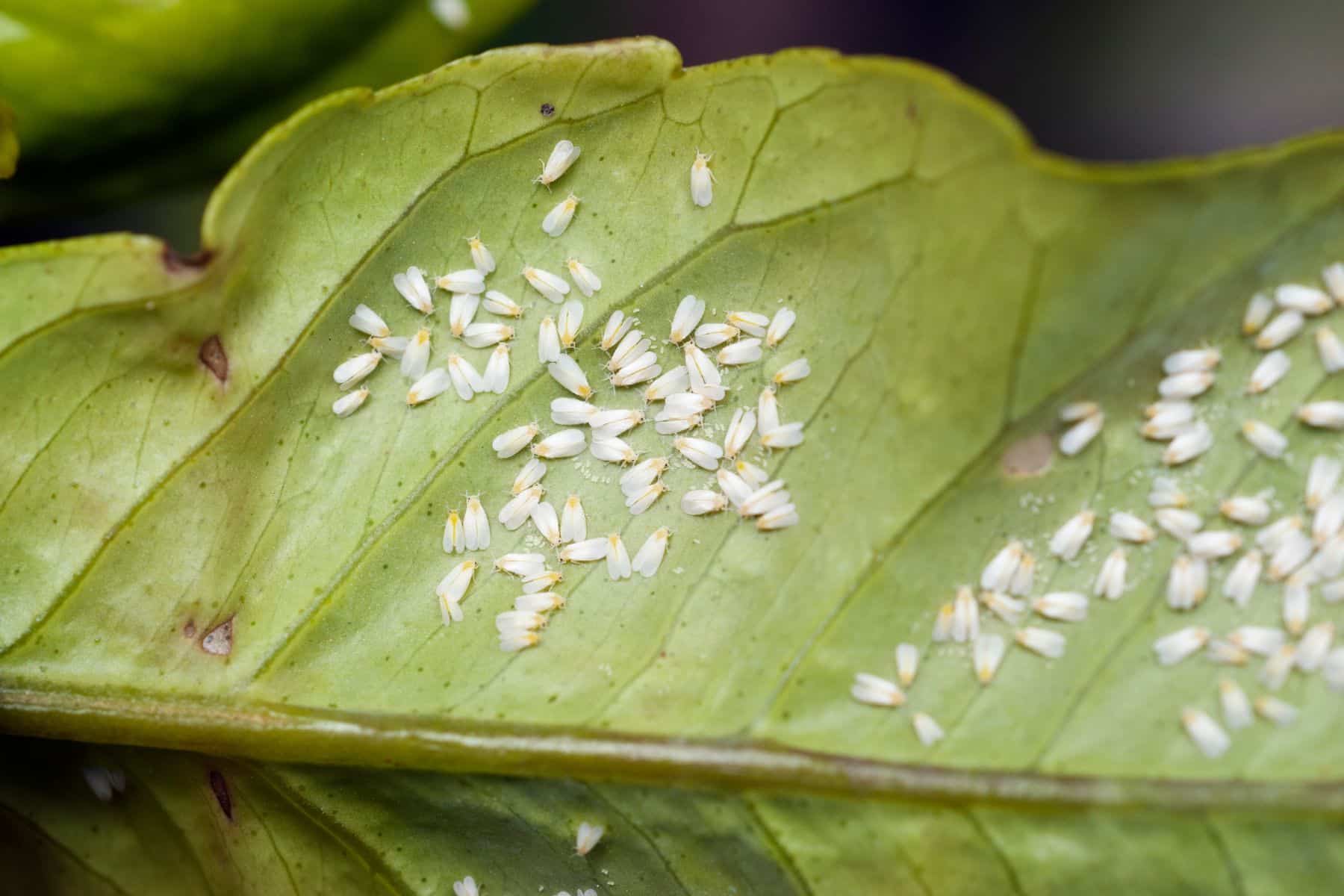 The underside of a plant leaf with a close up shot of white fly infestation.