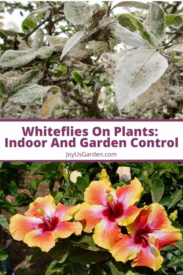 Whiteflies On Plants: Indoor And Garden Control