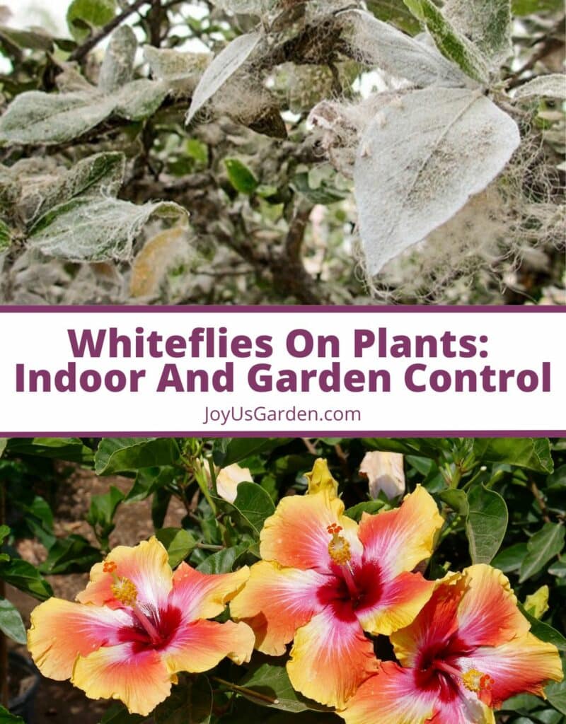 Two photo collage of white fly infestation on a hibsicus plant and hibiscus flowers text reads, whiteflies on plants indoor and garden control joyusgarden.com.