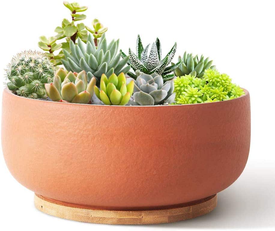 Terra-cotta planter pot with bamboo tray from Amazon.