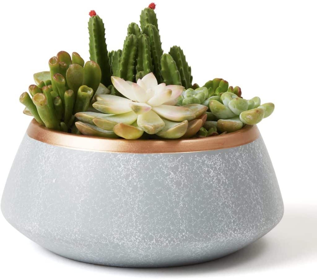 Gray and gold rim succulent planter from Amazon.