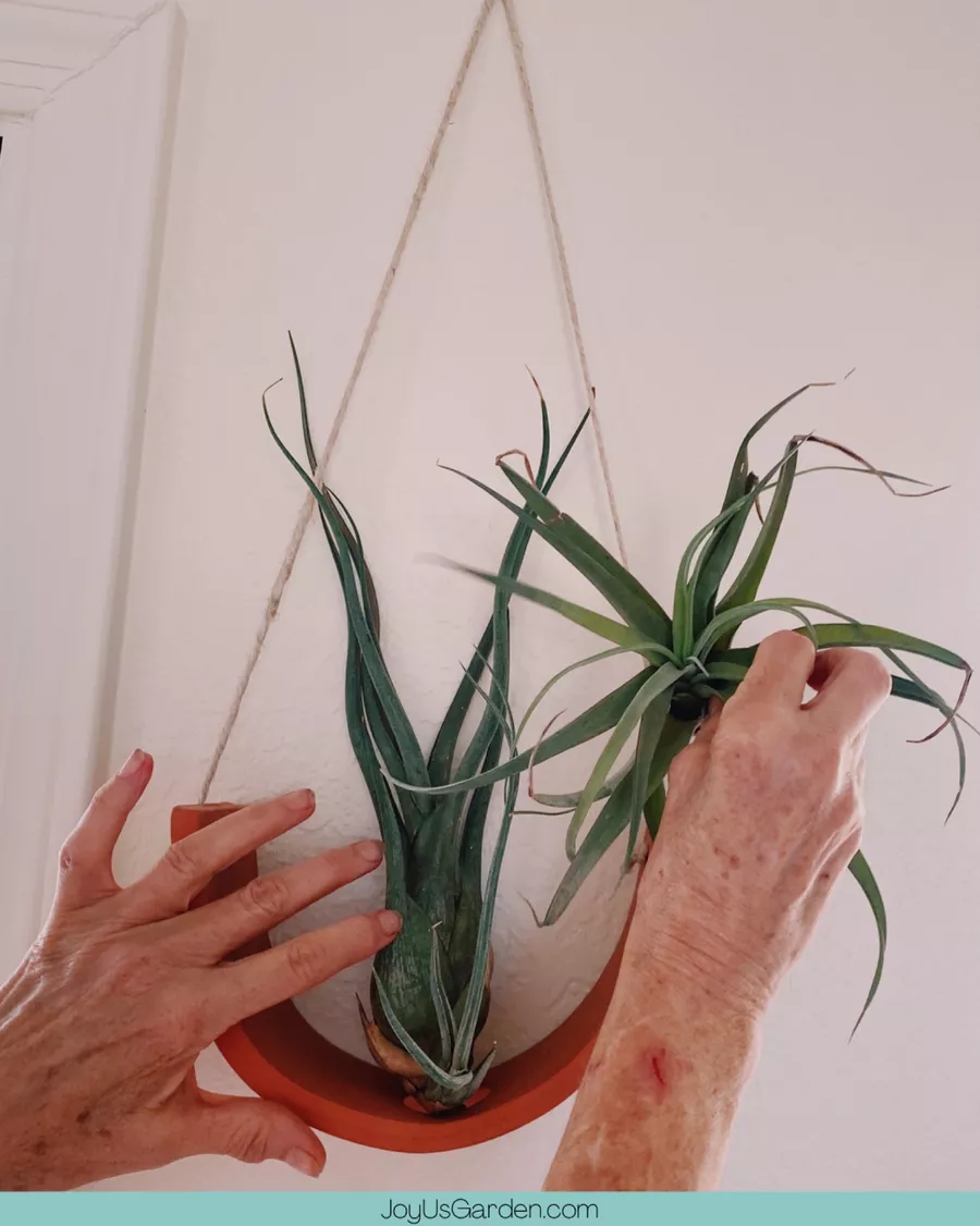 2 different air plants are being placed in a terra cotta air plant cradle hanging on a wall.