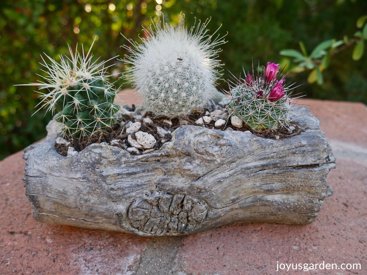 A small cement log planter with 3 small cacti in it.