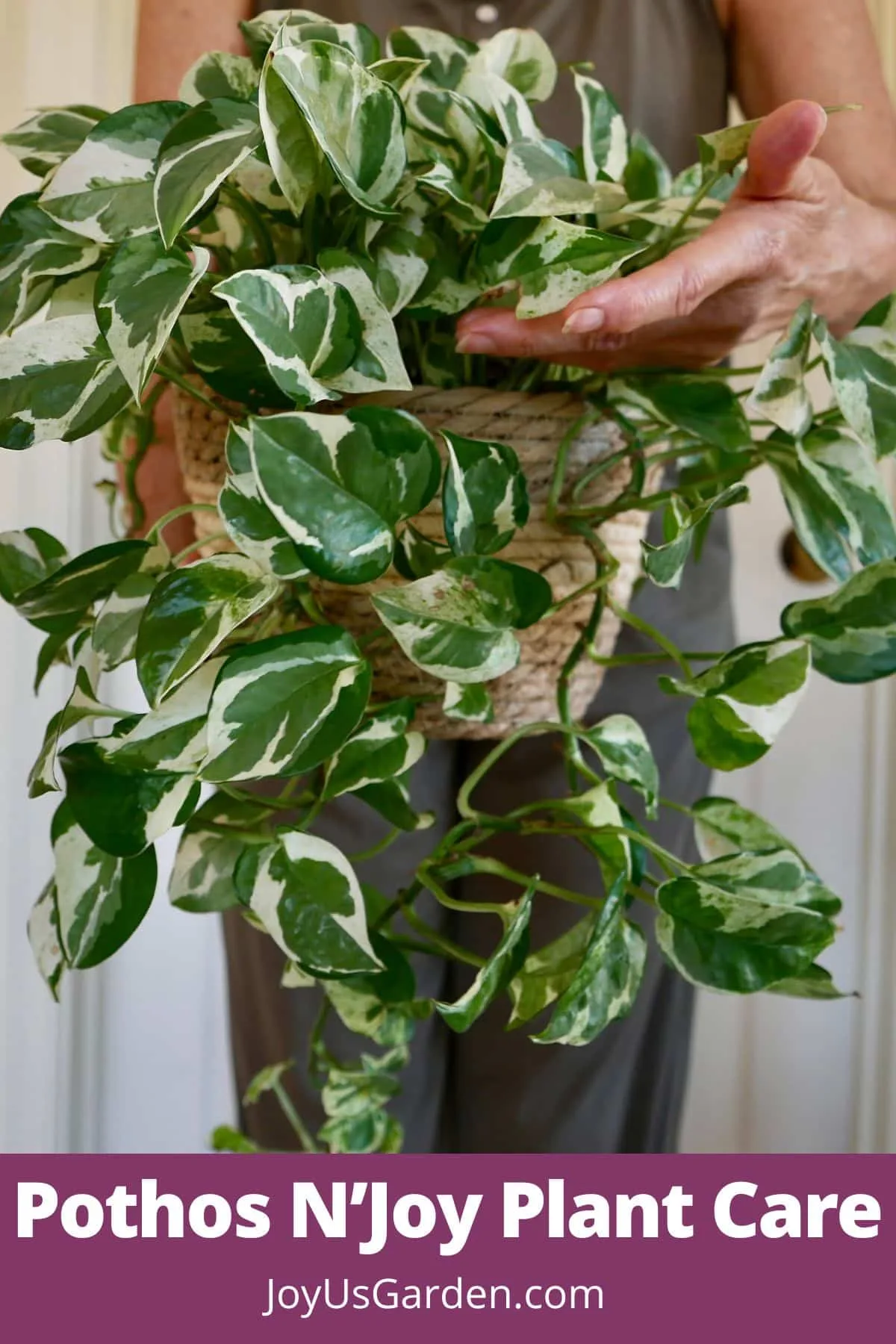 Nell Foster holds a Pothos njoy in a plant basket close up of the plant leaves and trails, text reads Pothos njoy plant care joyusgarden.com.