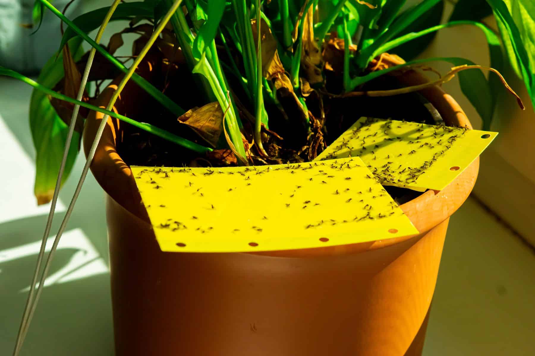 Houseplant has fungus gnats, two yellow sticky traps are being used to trap fungus gnats. 
