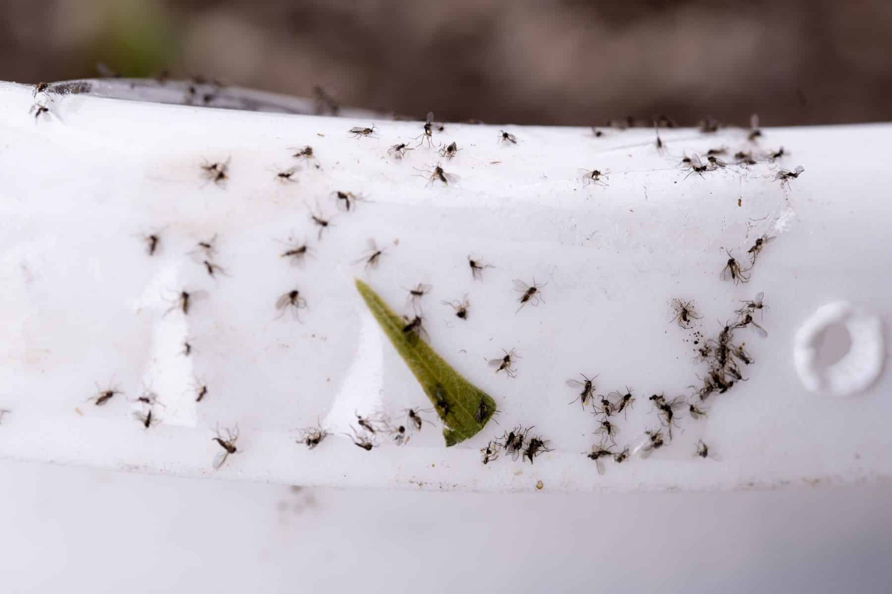 White sticky tape is being used on plant pot, to trap fungus gnats on houseplants. 