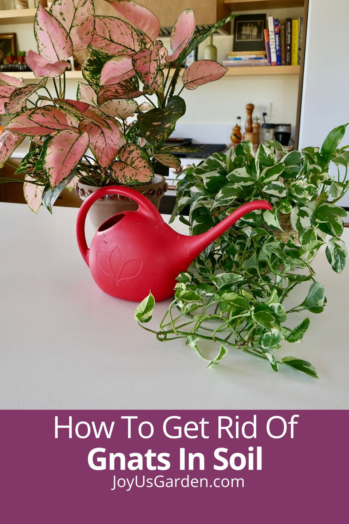 Pink agalaonema and pothos n joy sitting on kitchen counter with a red watering can text reads how to get rid of gnats in soil joyusgarden.com