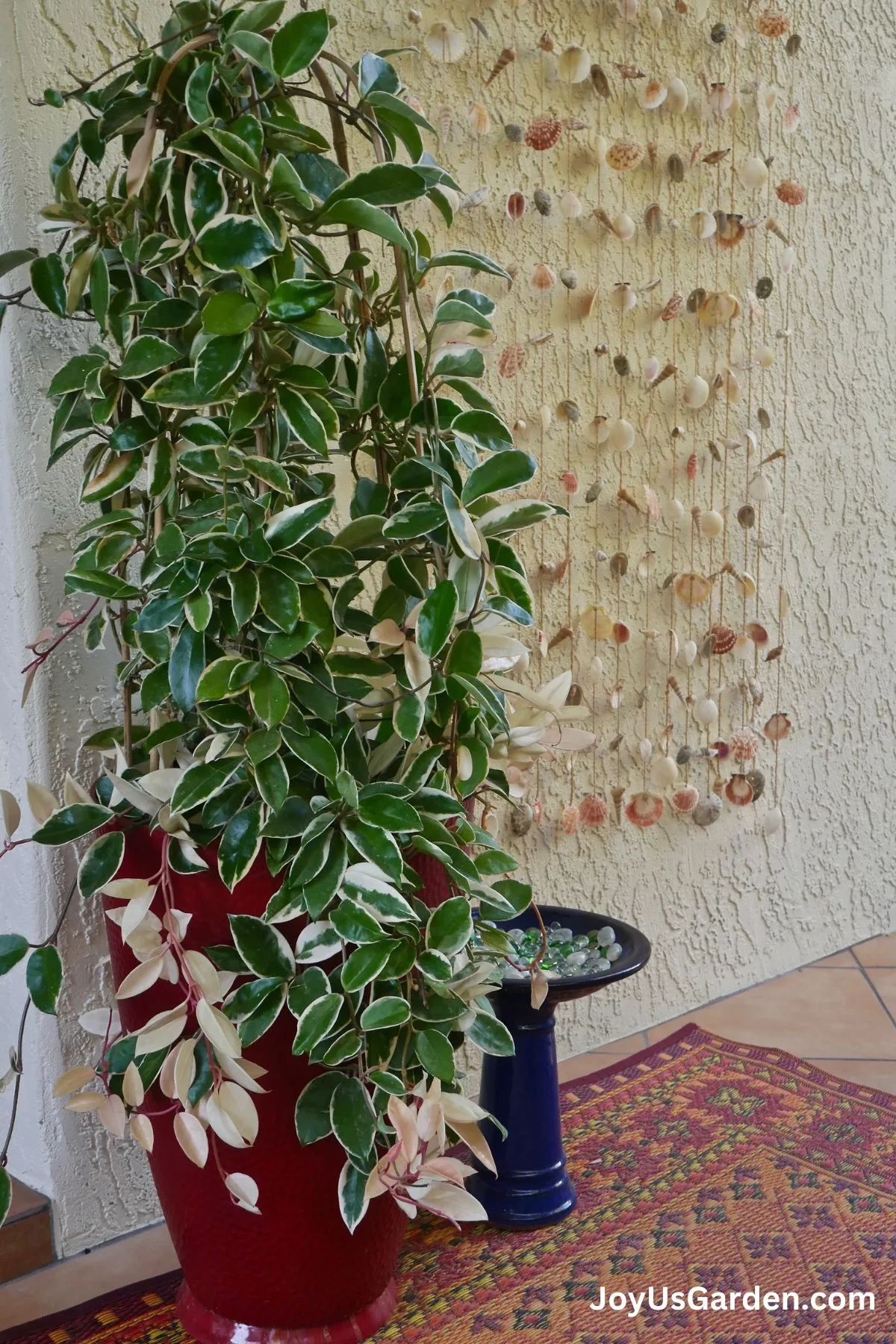 A hoya grows outdoors and has been trained to grow up a trellis, seashell decor in background.