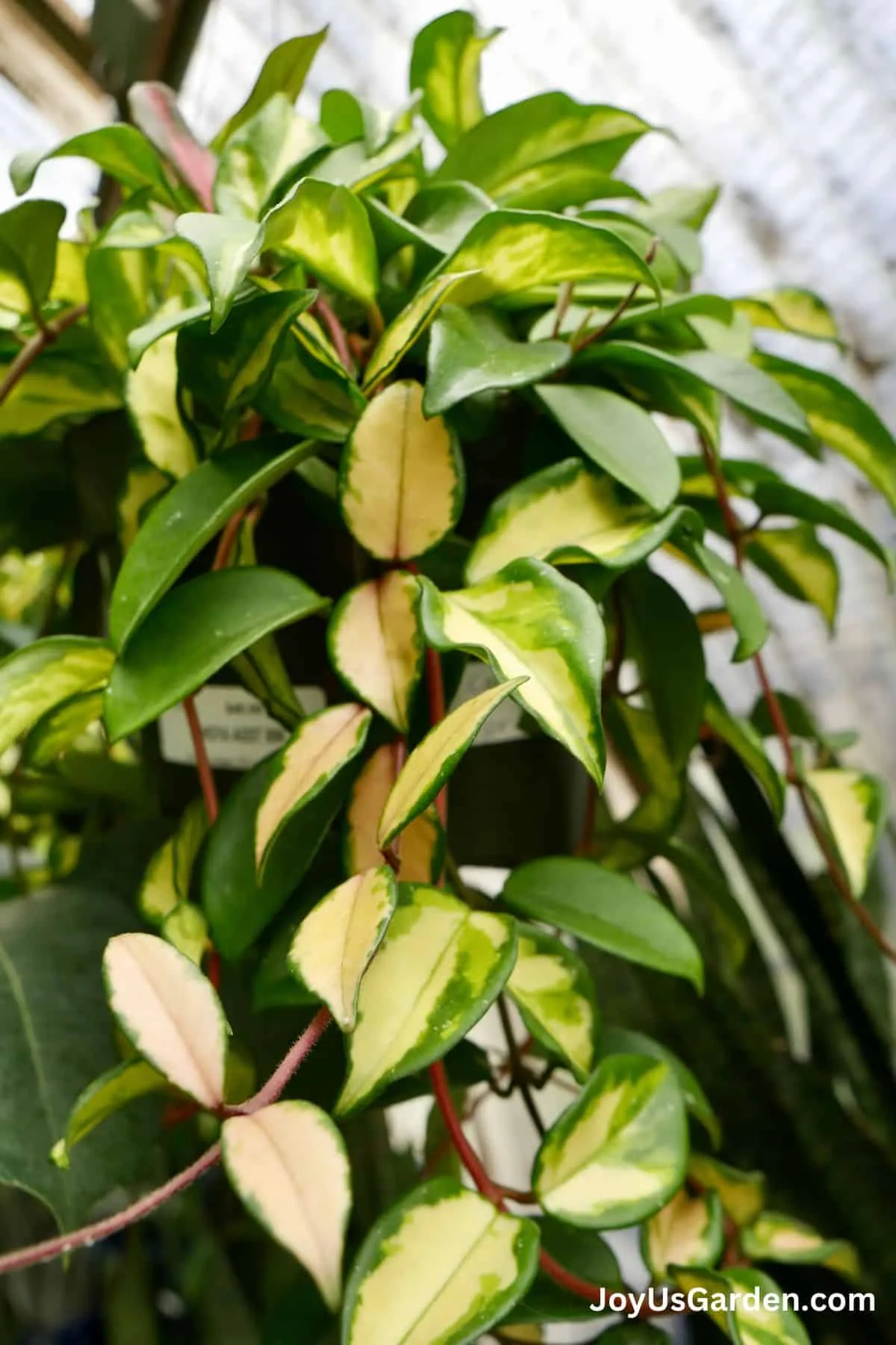 Variegated Hoya leaves shown close up. 