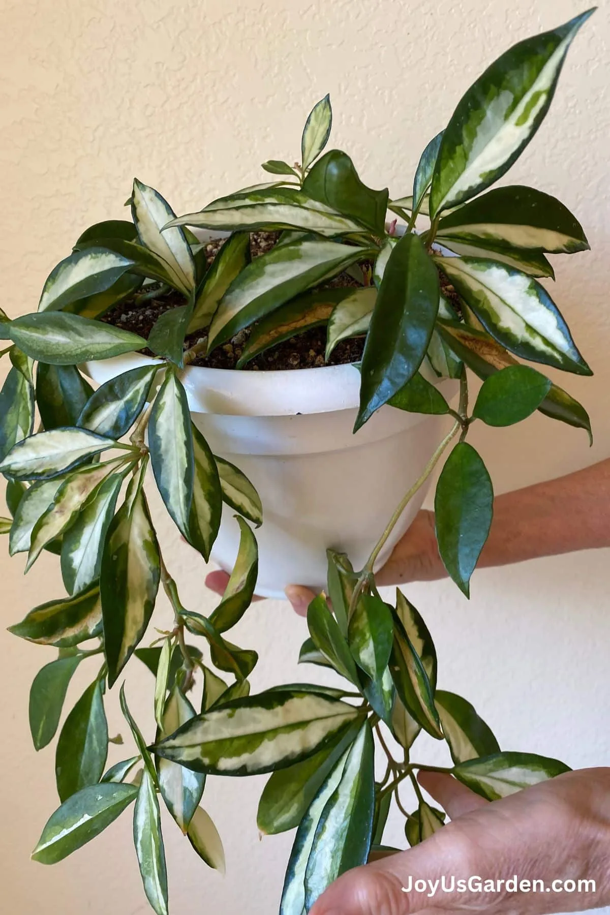 Woman hands shown holding a variegated hoya in a white pot. 