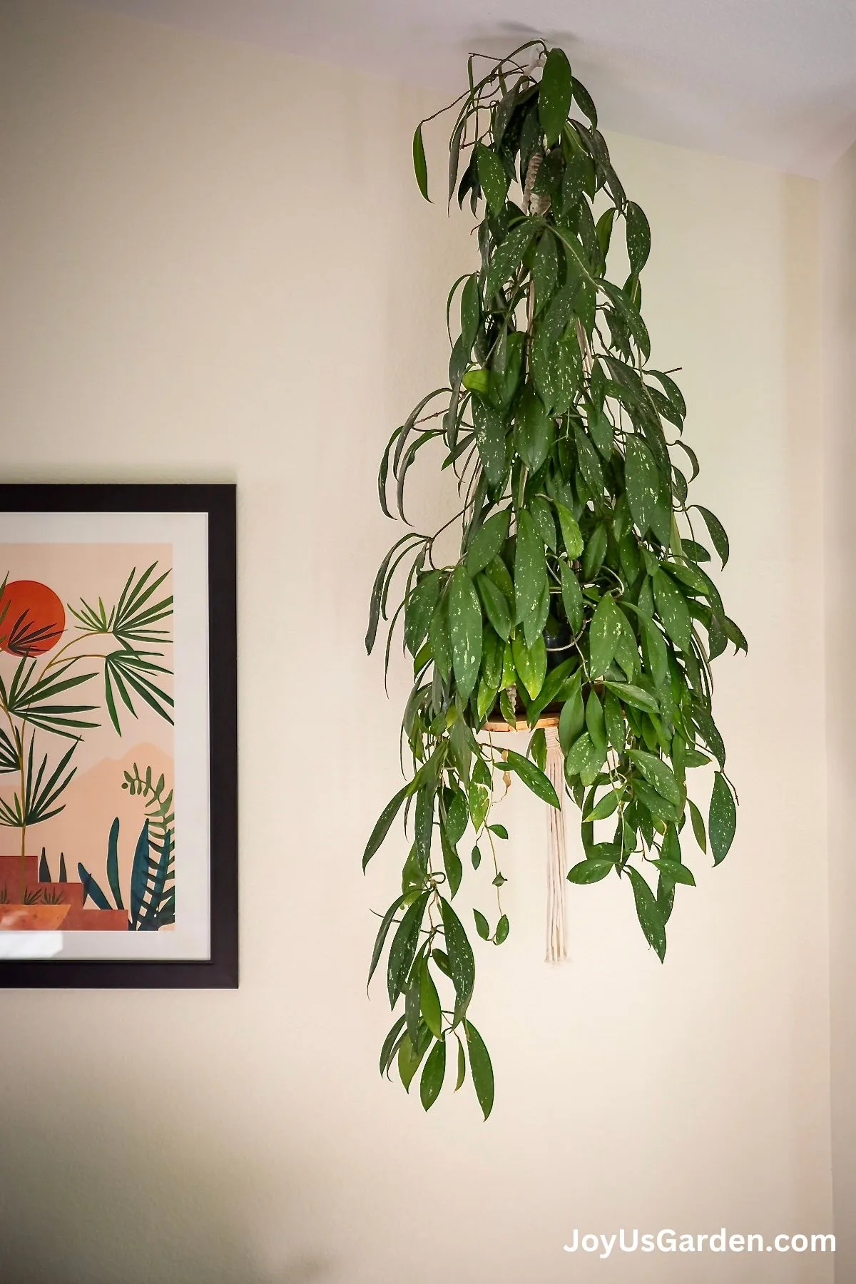 A mature hoya sits atop a hanging plant shelf with trails hanging down. 