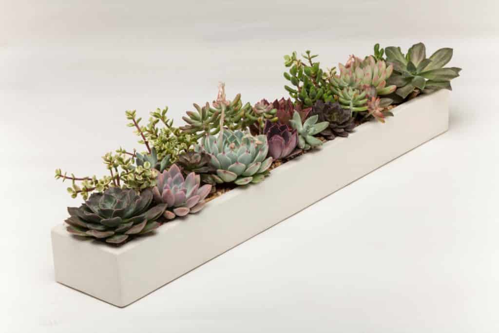 Large rectangular succulent planter with succulents planted inside from Etsy.