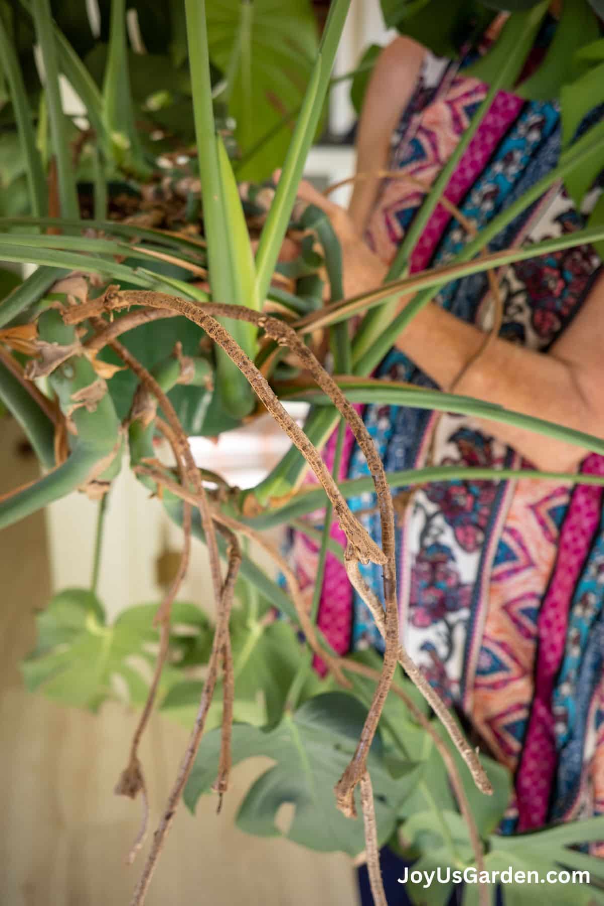 Long arial roots on a swiss cheese vine plant.