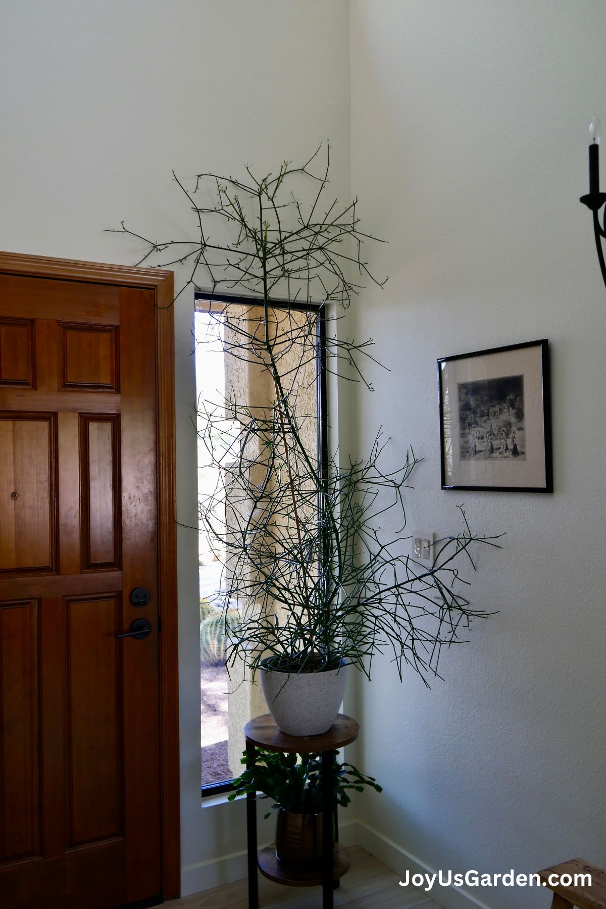 Pencil cactus grows indoors in a white pot next to a window.