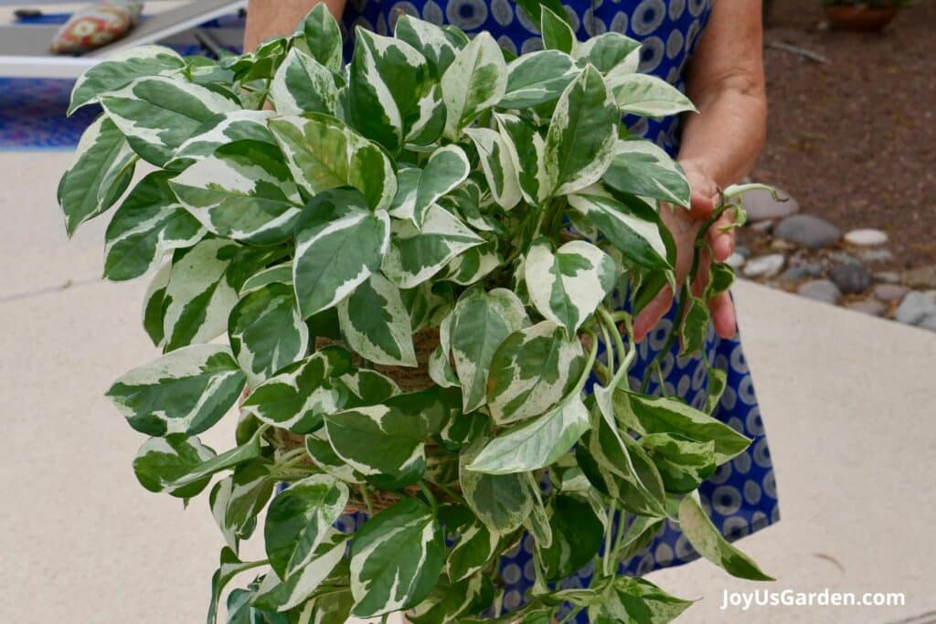 Nell foster outside in a blue dress holding a Pothos njoy in a plant basket.