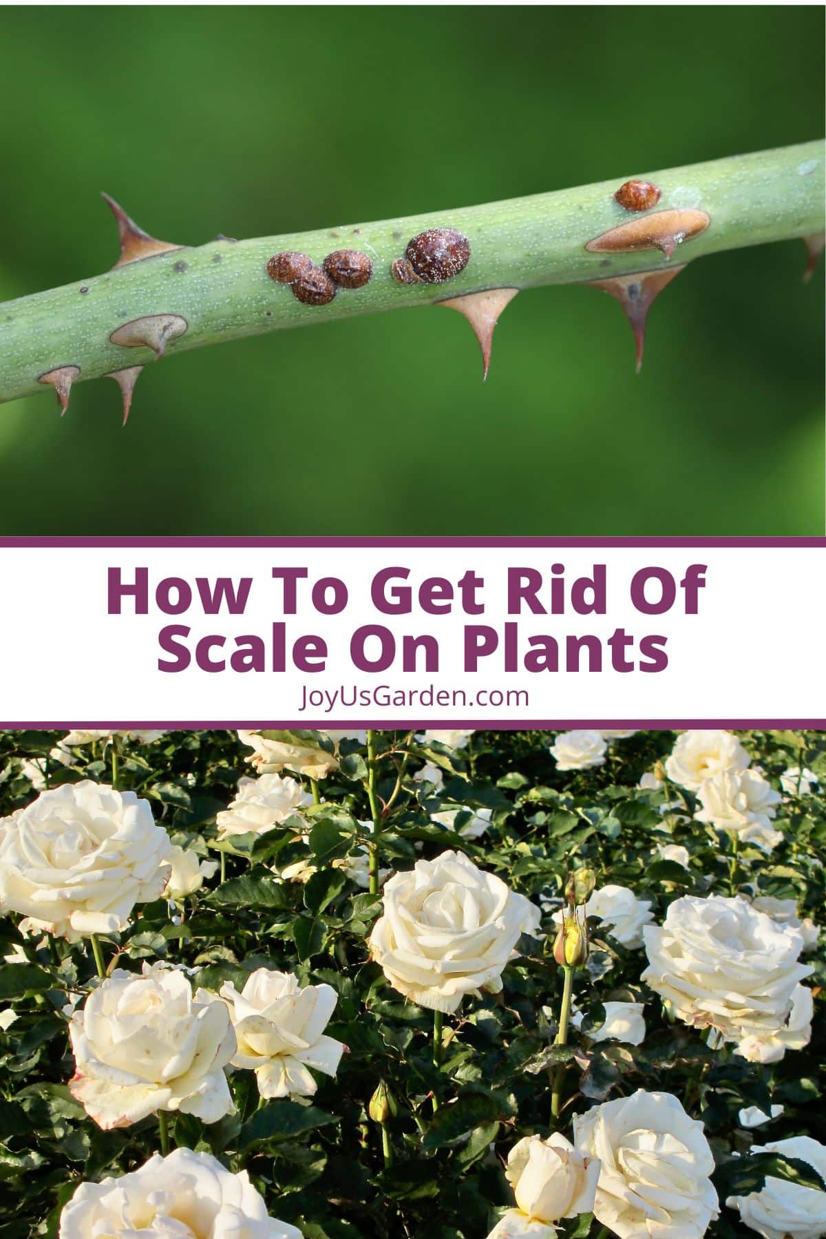 Tips on how to Get Rid of Scale on Crops