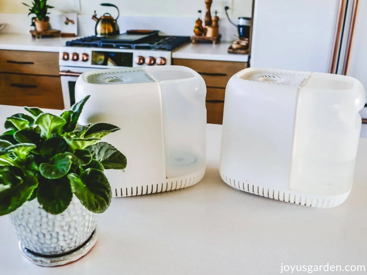 Two Canopy humidifier used for houseplant care sit on a counter next to an african violet.