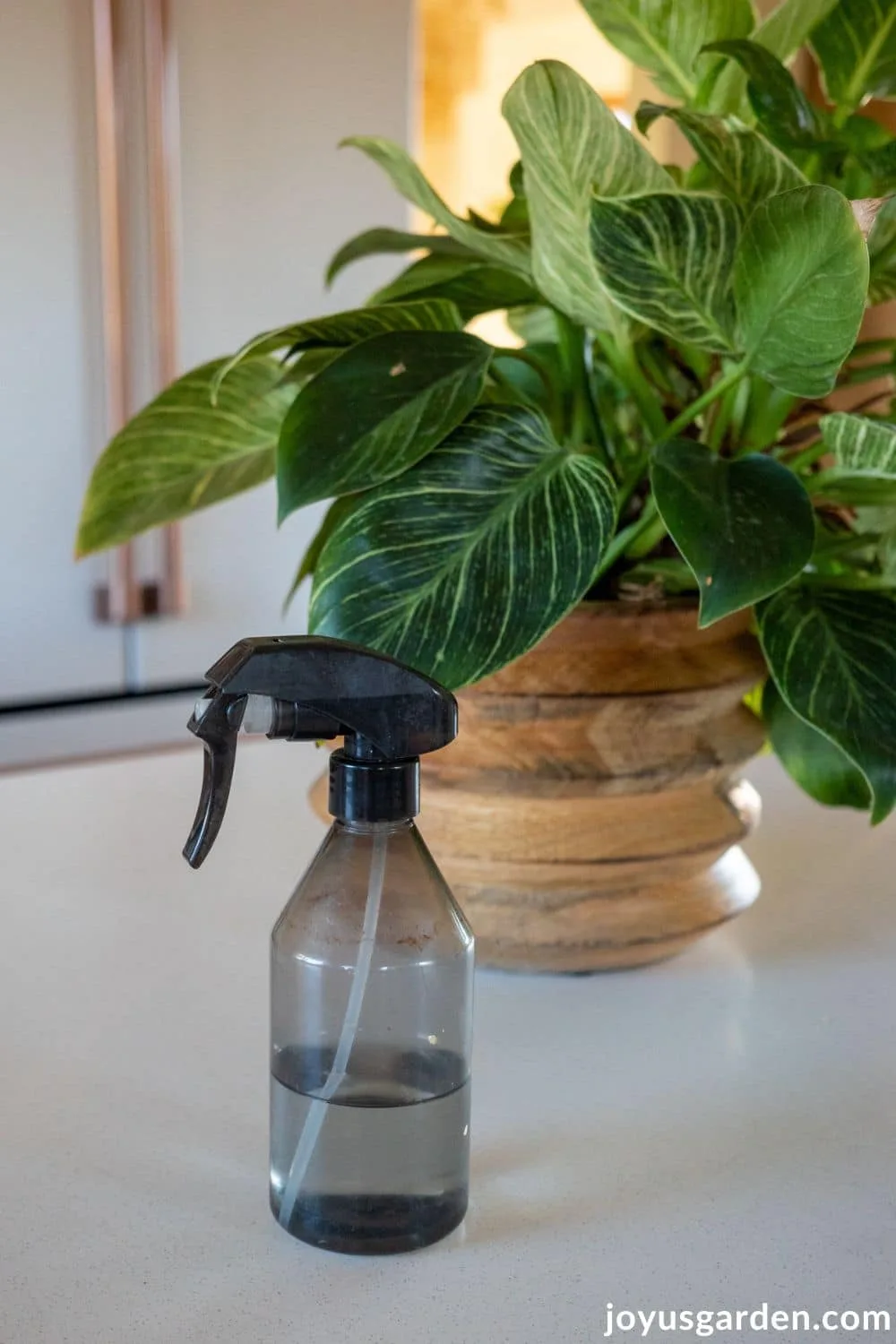 A small spray bottle used for misting plants sits next to a philodendron birkin.