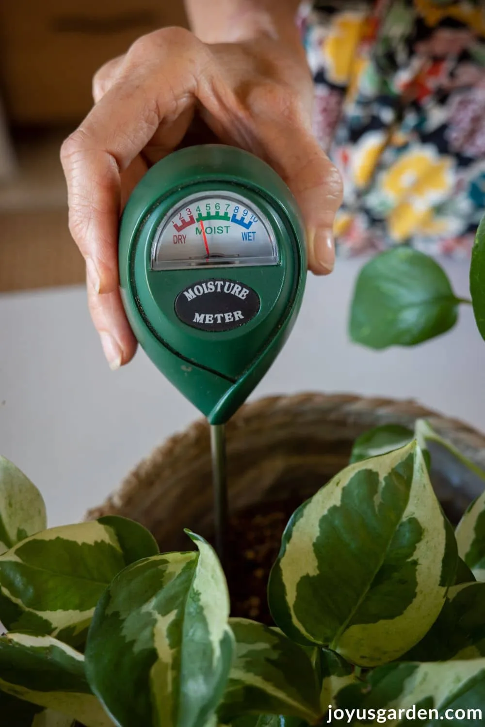 A moisture meter inserted into the soil of a houseplant.