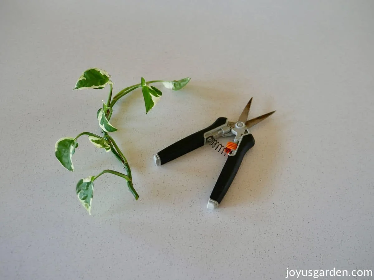 A pair of fiskars pruning snips next to a pothos stem cutting.