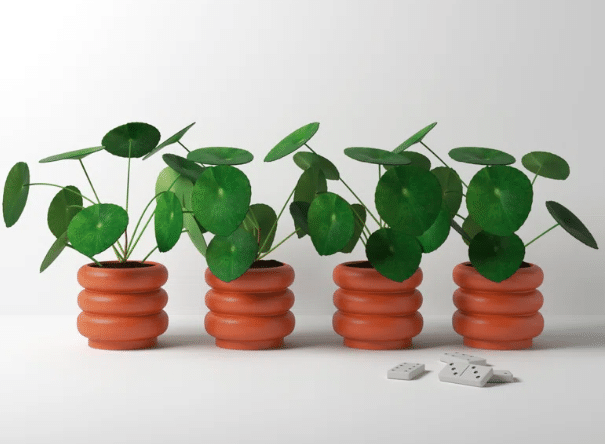 Four ceramic planters terra-cotta pots with plants inside from all modern.