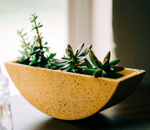 Totter planter with succulents planted inside from West elm.