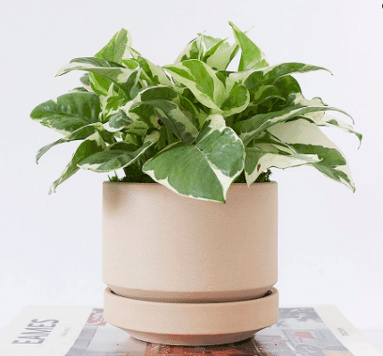 Ceramic oatmeal planter with pothos planted inside from Pottery Barn.