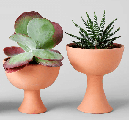 Goblet terra-cotta pot with succulents inside from bloomist.