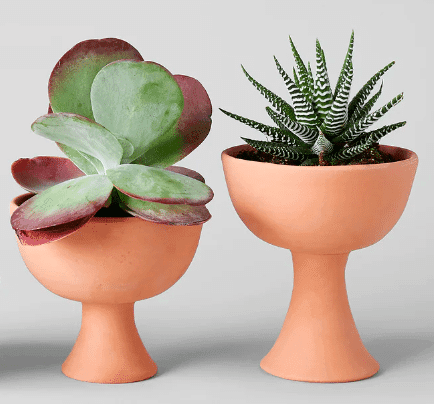 Goblet terra-cotta pot with succulents inside from bloomist.