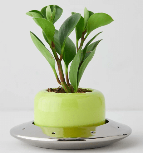 UFO style planter with plants inside from urban outfitters.