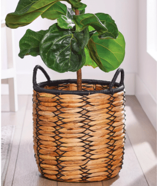 Hyacinth planter basket with black trim with fiddle leaf fig inside from Walmart.