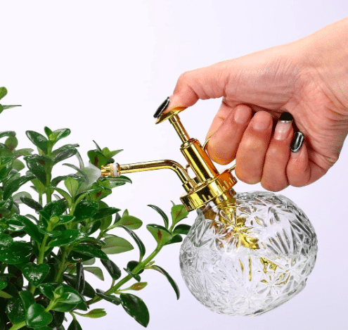 Clear plant mister spray bottle from Amazon.