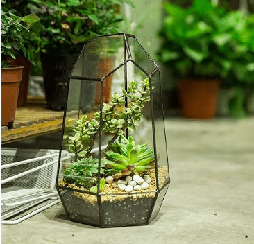 Geometric terrarium with succulents inside from Amazon.