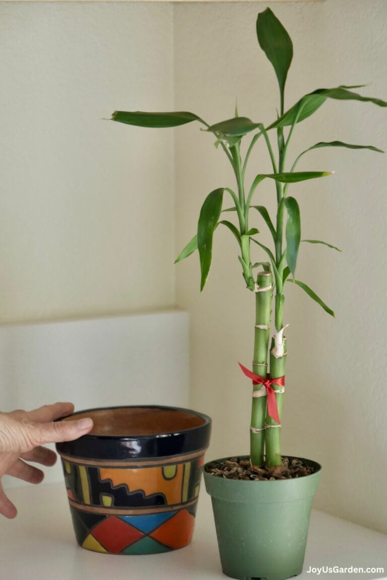 Repotting Lucky Bamboo Plants: A Step By Step Guide