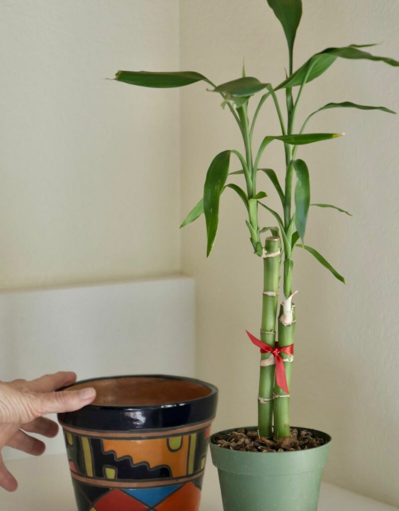 Lucky Bamboo sits on counter in grow pot next to a colorful pot.