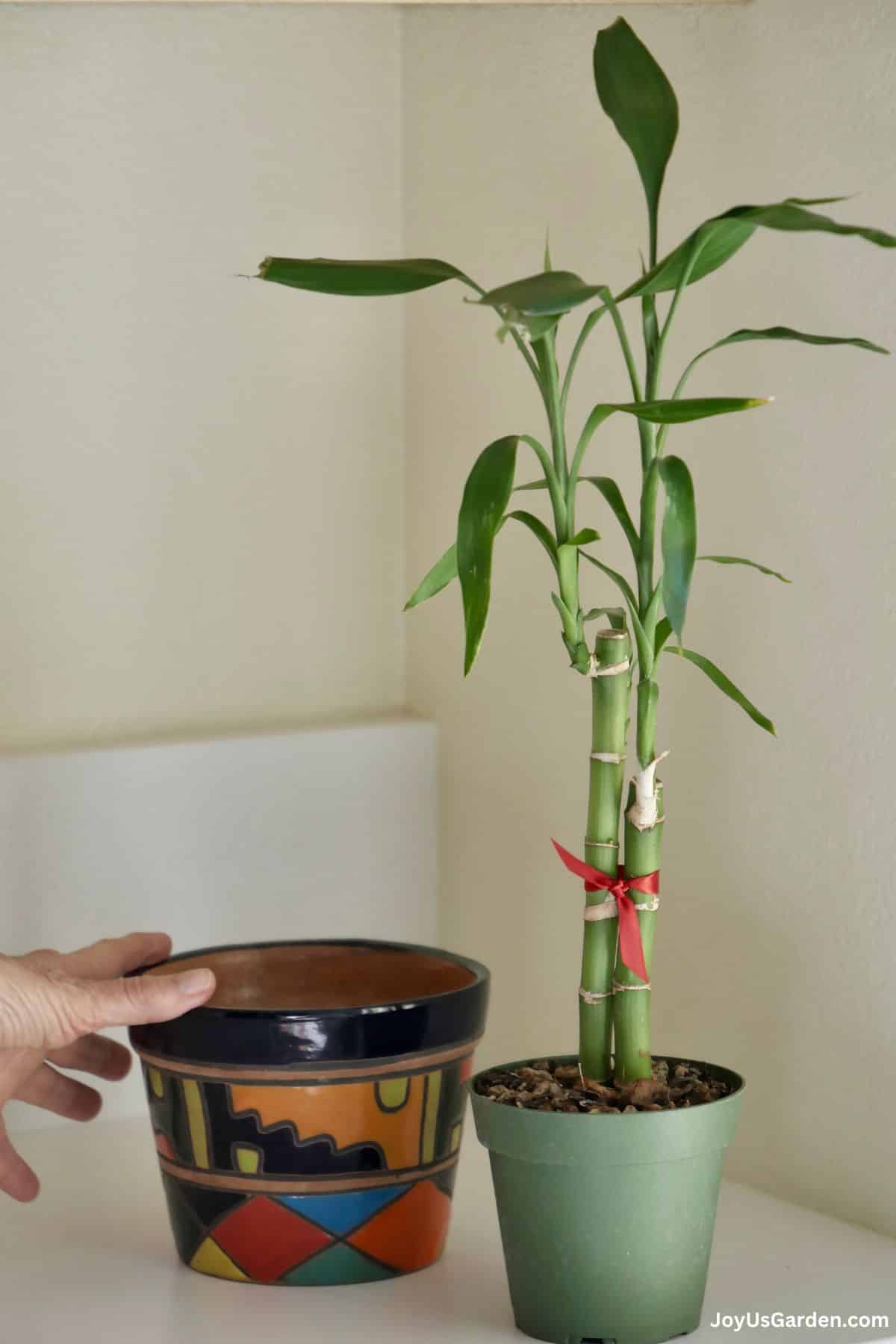 Lucky Bamboo sits on counter in grow pot next to a colorful pot.