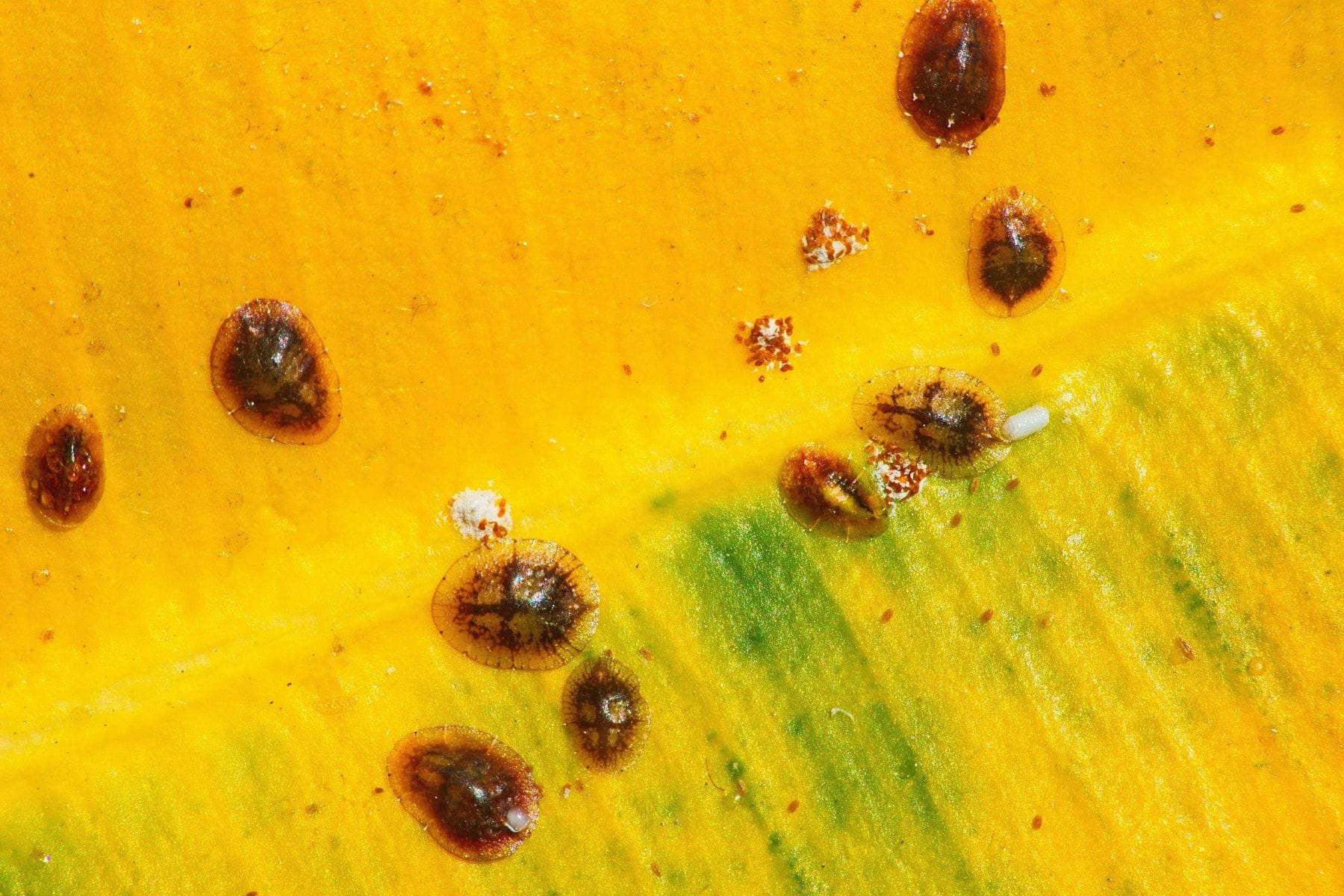 How to Get Rid of Scale on Plants