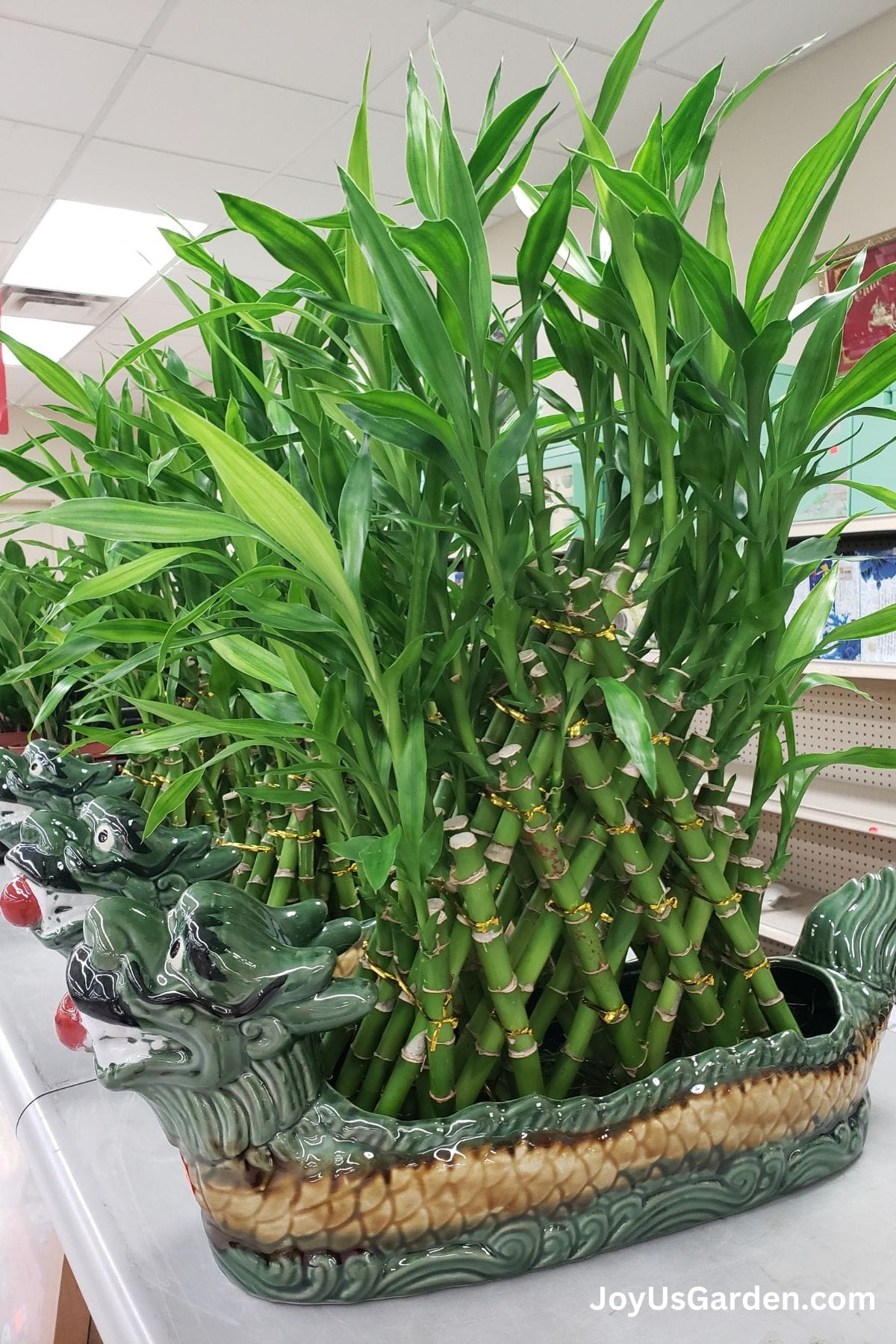 Lucky Bamboo growing inside of an Asian supermarket in a dragon pot filled with water.