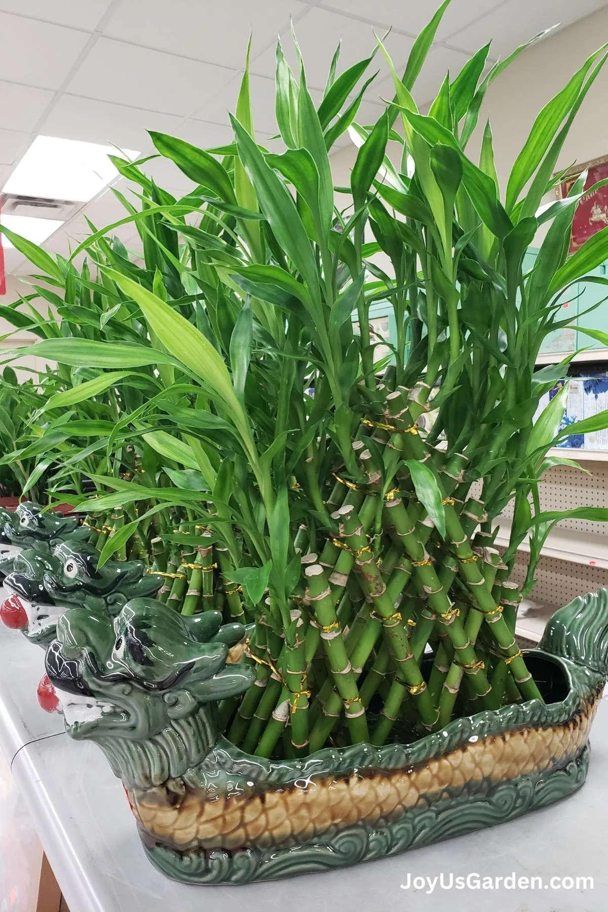 Lucky Bamboo growing inside of an Asian supermarket in a dragon pot filled with water.