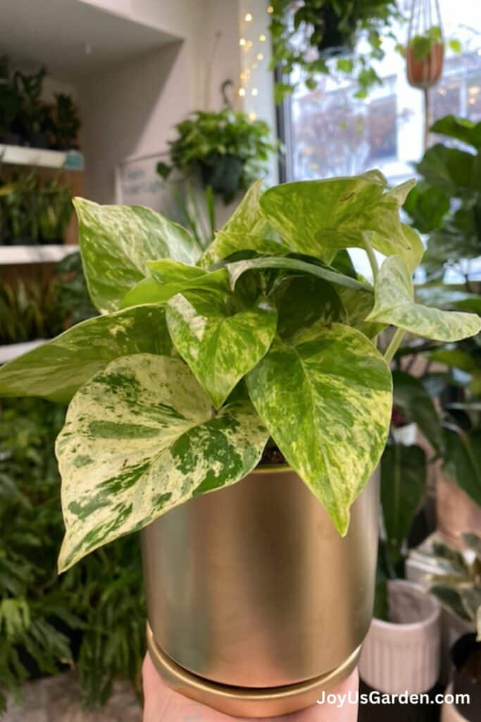 A small Marble Queen Pothos growing in a plant nursery in a gold pot.