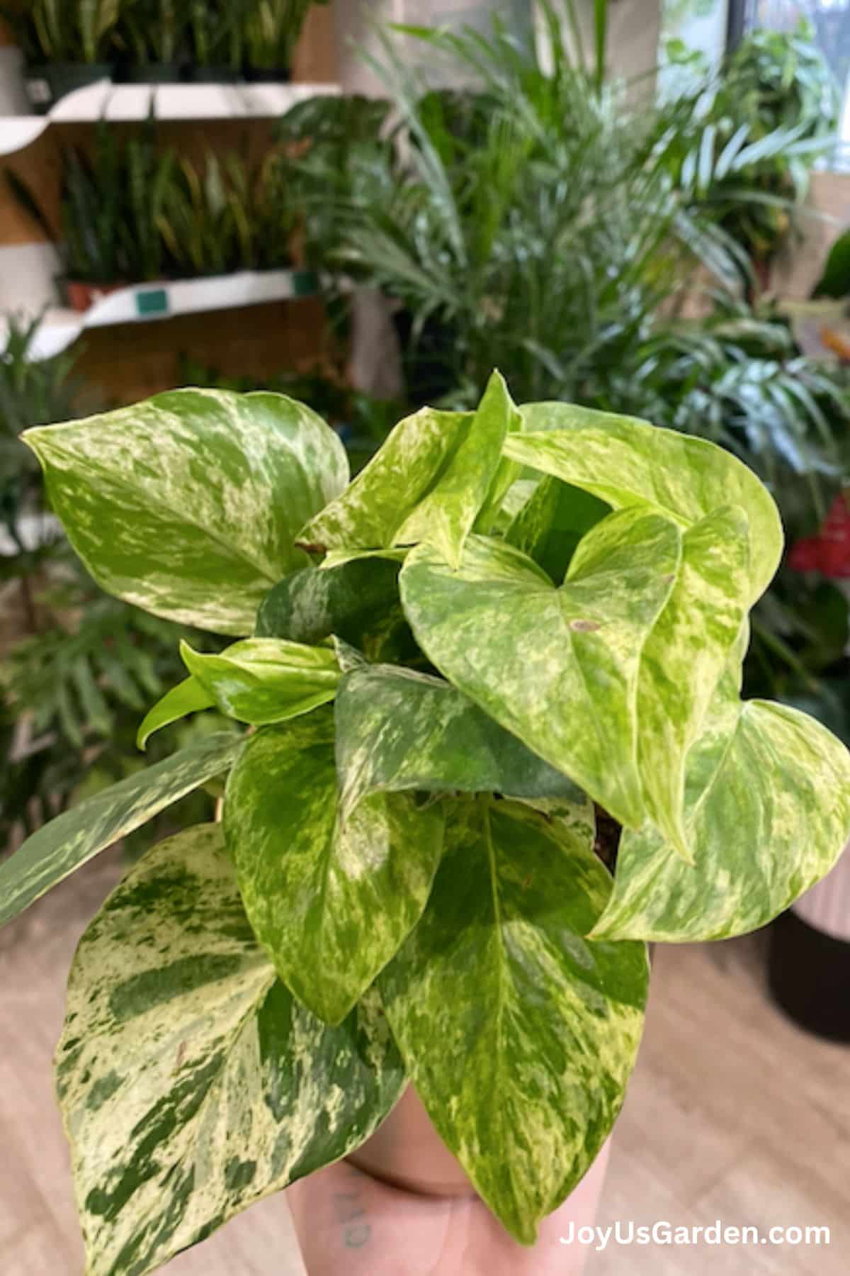 A Marble queen Pothos growing in a plant nursery in a clay pot.