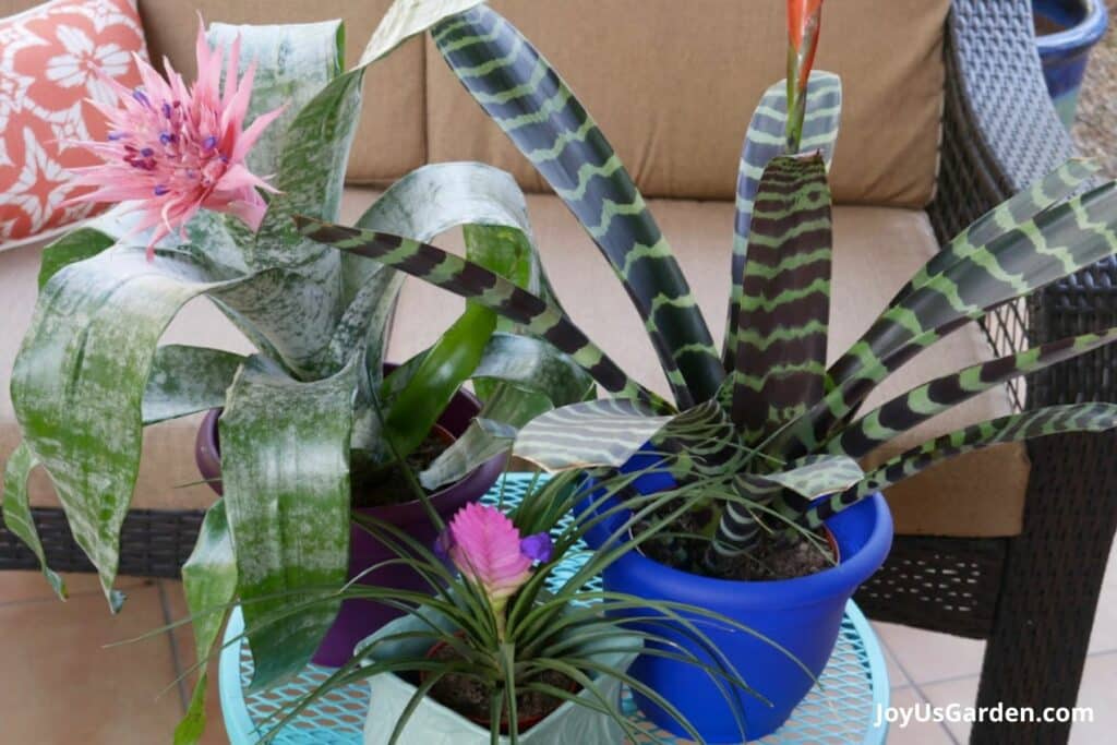 Pink Quill sits on table next to achmea fasciata and flaming sword bromeliad. 