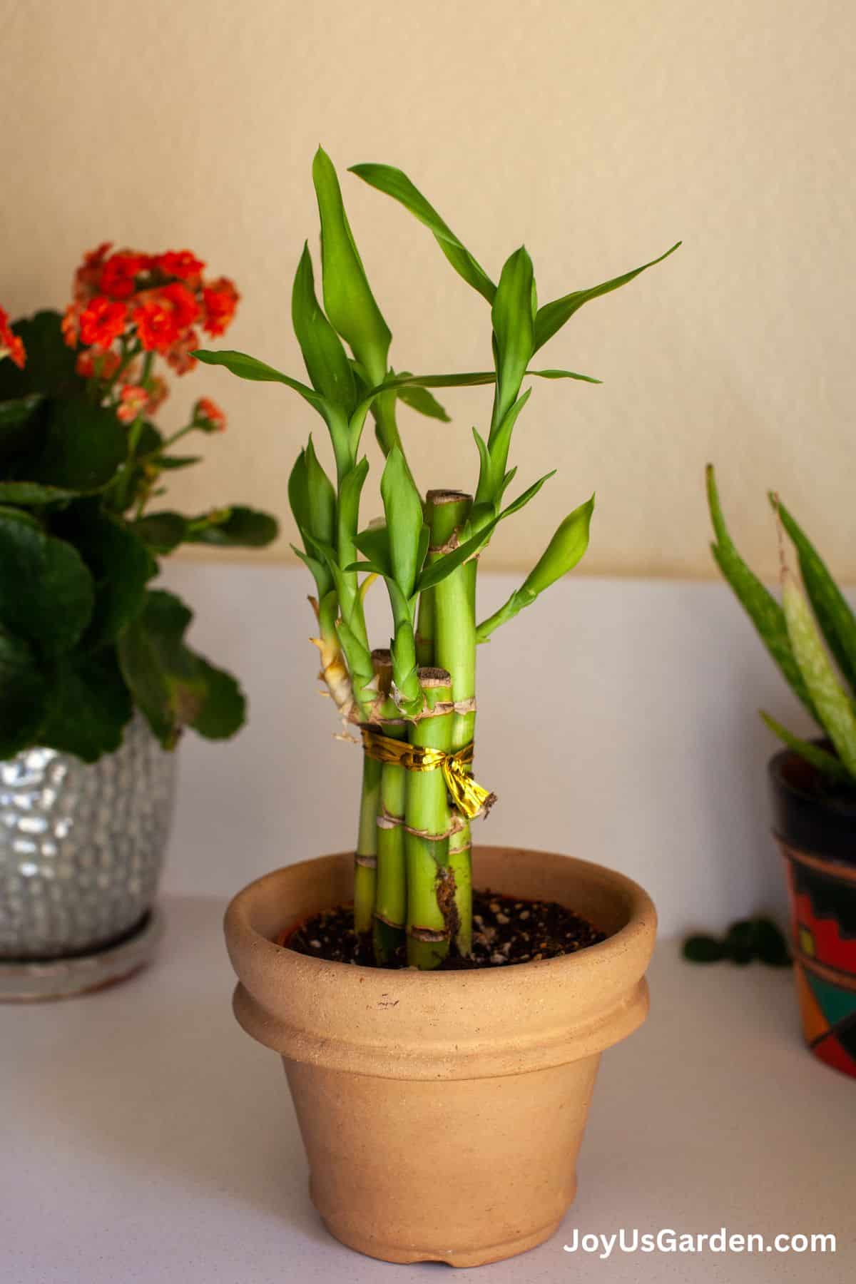 Lucky bamboo grows indoors in a clay pot on the counter next to at their house plants.