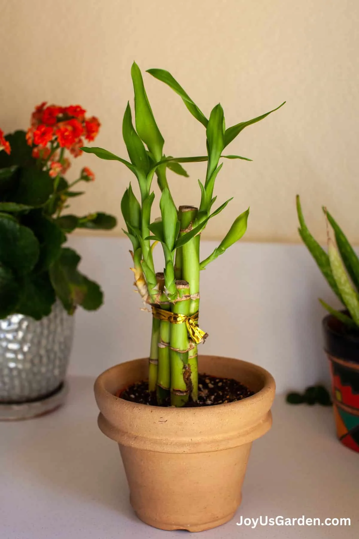 Lucky bamboo grows indoors in a clay pot on the counter next to at their house plants.