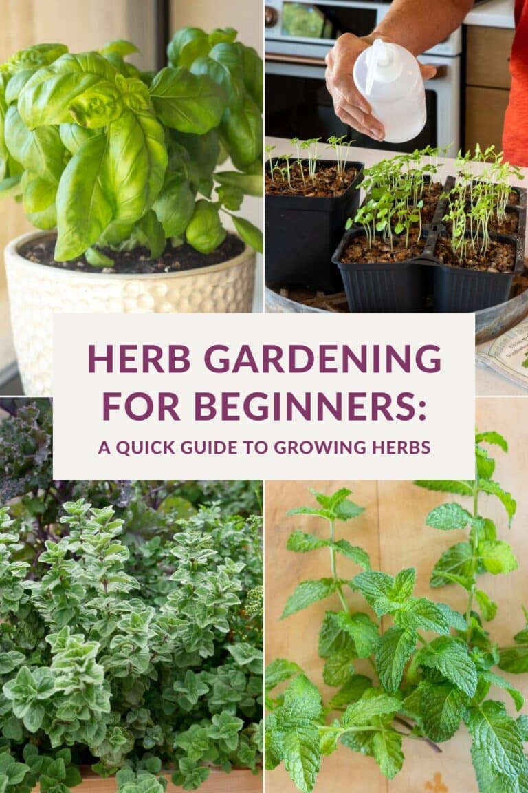 Herb Gardening for Beginners: Guide to Growing Herbs