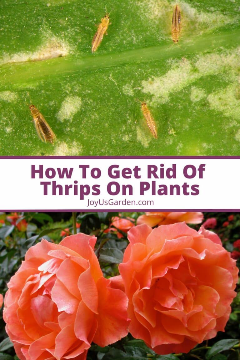 How To Get Rid Of Thrips On Plants